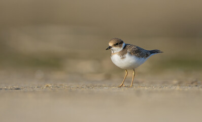 Great Ringed Plover - on the autumn migration way on the  sea shore
