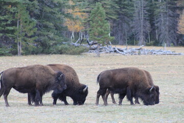 Fototapeta premium Arizona Bison