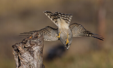 Obraz premium Eurasian Sparrowhawk - young male at the wet forest in autumn