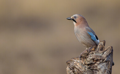 Eurasian Jay - in autumn  at a wetland