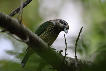 spotted catbird (Ailuroedus maculosus) Queensland, Australia