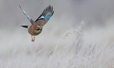 Eurasian Jay - in autumn  at a wetland