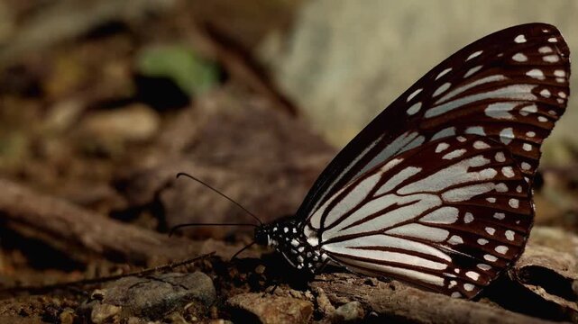 Glassy tiger butterfly puddling in winter habitat. A closeup eye level wildlife video showing a glassy tiger butterfly puddling on moist ground during winter daytime in its natural habitat.