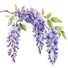 Purple Wisteria Flowering Branch Closeup on transparent background