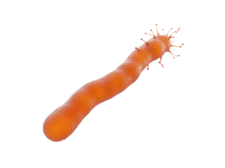 A close-up view of an orange-colored slug slowly moving across a white background