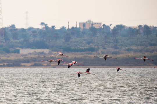 View of a flock of flamingos soaring over the tranquil waters, wings catching the light against the backdrop of distant architecture, Qaroun Protected Area, Faiyum Governorate, Egypt.