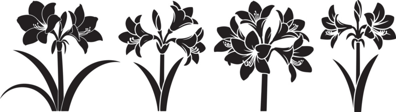 Set of Amaryllis Flower Silhouette Vector