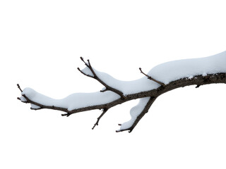 Fototapeta premium A close-up of a tree branch covered in snow, set against a white sky