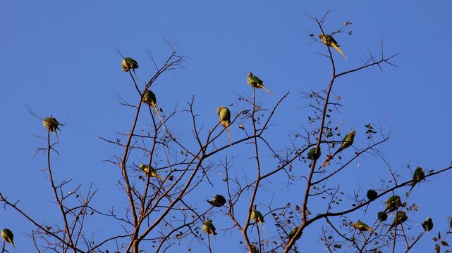 Closeup flock of alexandrine parrots on winter branch. A closeup cinematic shot of a flock of Alexandrine parakeets resting together on a tree branch on a winter morning in Himachal Pradesh, India.