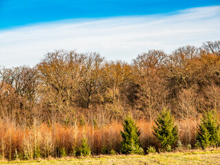 Wiederaufforstung im Mischwald im Spätherbst