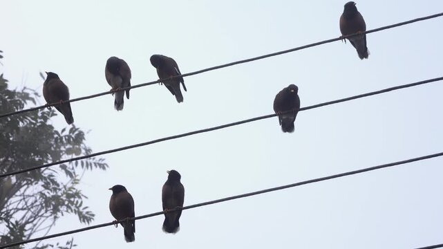 Indian myna flock resting on electric wire in winter morning. This natural closeup video documents Indian myna birds gathered on an electric cable during a winter morning.