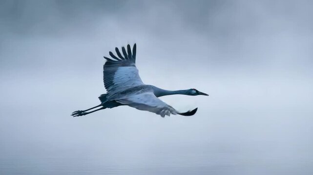 Elegant crane flying through misty sky in slow cinematic motion