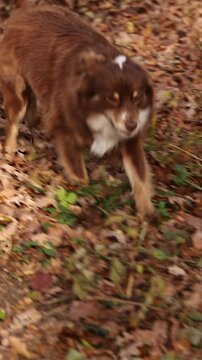 happy australian shepherd in autumn leaves