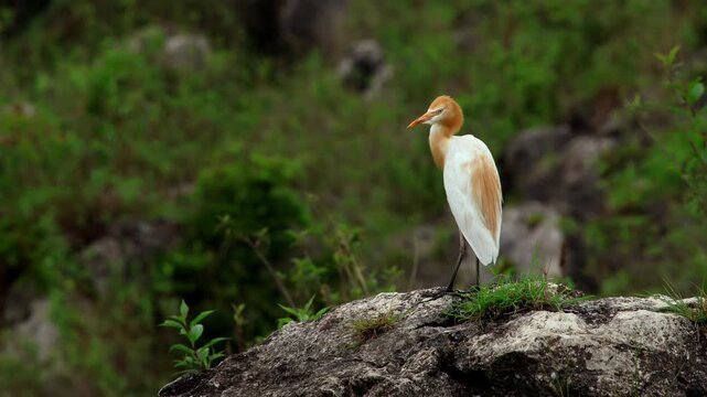 Closeup cattle egret on rock in india. A closeup view of a cattle egret (Bubulcus ibis) perched calmly on a rock during the bright summer season in Himachal Pradesh, India.