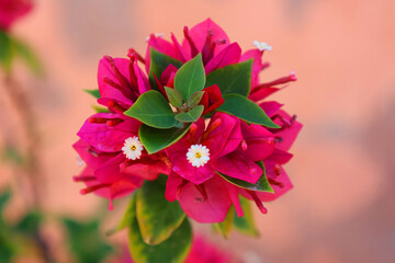 Red bougainvillea flower blossoms. Ruby Red Bougainvillea