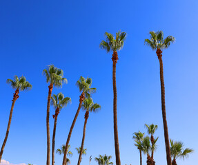 Obraz premium Palm tree, Larnaca, Cyprus. Popular tourist european destination