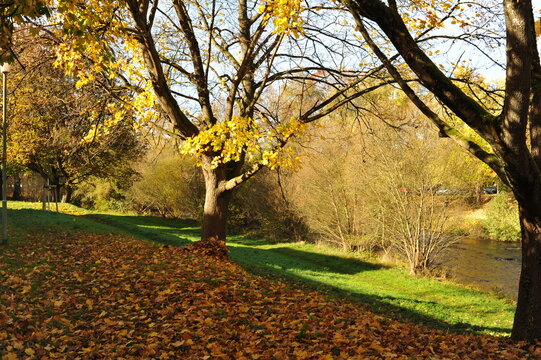 Autumn park with shadowed trees, Tranquil outdoor space shaded by tall trees during fall season