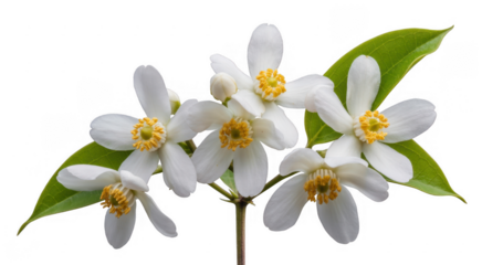 White flowers with yellow centers and green leaves flower branch blossoms isolated on a transparent background