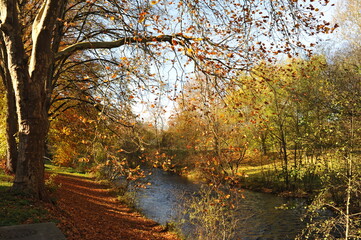 Obraz premium Calm stream amidst autumn leaves, Gentle river flowing through bright fall scenery with reflections