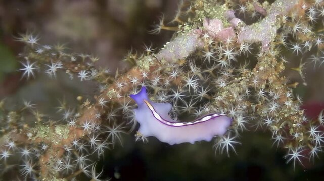 Watch as Pseudobiceros flowersi, type of flatworm also known as carpet sea slug, slowly moves across hydrozoan colony, delicate, branching structure in underwater environment of Indo-Pacific.