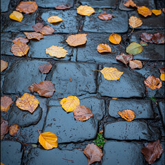 Autumn leaves scattered on pavement.