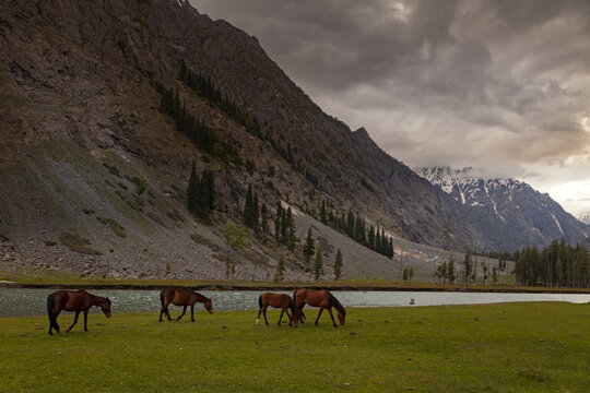 View of horses graze peacefully in a lush green meadow, framed by towering, rocky mountains under a dramatic sky, Kalam, Khyber Pakhtunkhwa, Pakistan.