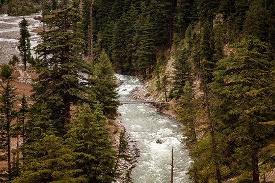 View of a rushing river flows swiftly under a simple bridge, framed by towering green pine trees and rugged terrain, Kalam, Khyber Pakhtunkhwa, Pakistan.