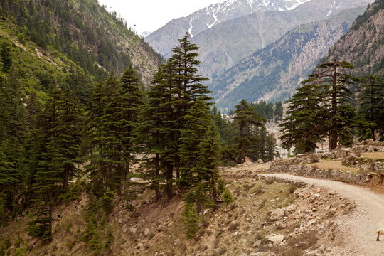 View of a winding road cutting through a dense forest of evergreen trees beneath towering mountains, creating a serene landscape, Kalam, Khyber Pakhtunkhwa, Pakistan.