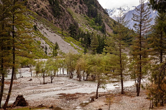 View of a serene river cutting through a valley, flanked by rocky terrain and tall coniferous trees under an overcast sky, Kalam, Khyber Pakhtunkhwa, Pakistan.