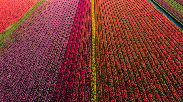Aerial view of vibrant tulip fields painted in rows of contrasting colors, a stunning display of nature's artistry, Tulip Season, Petten, North Holland, Netherlands.