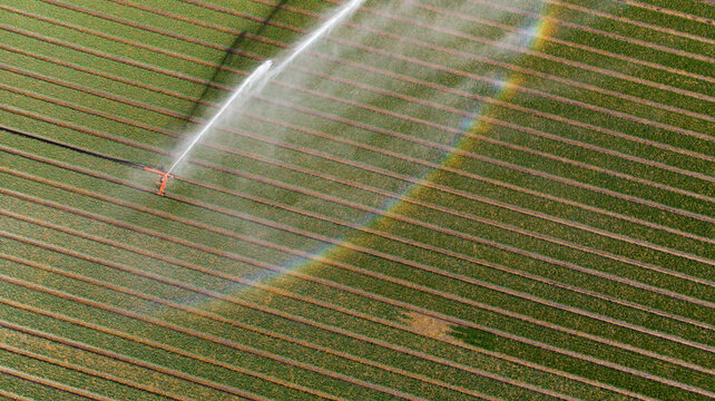 Aerial view of water spraying over parallel tulip rows, creating a misty rainbow of color, Petten, North Holland, Netherlands.