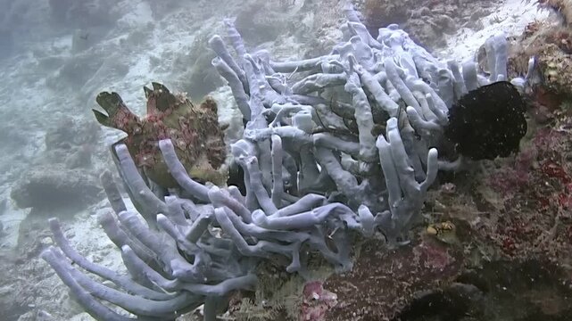 Observe a giant frogfish perfectly camouflaged amongst the vibrant coral and sponge formations. This marine marvel was spotted off the coast of Sipadan Island, Indonesia.