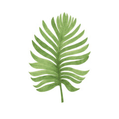 green leaf isolated on transparent background