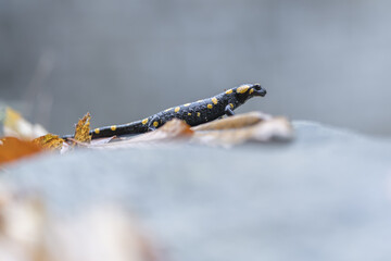View of a fire salamander with its striking black skin and vibrant yellow spots traversing over fallen leaves on a stone, Lavertezzo, Ticino, Switzerland.