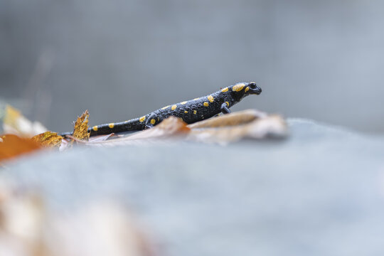 View of a fire salamander with its striking black skin and vibrant yellow spots traversing over fallen leaves on a stone, Lavertezzo, Ticino, Switzerland.