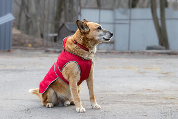 Red dog in red warm vest on winter walk.A comfortable walk with a dog in the cold season.