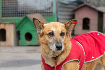 A mongrel dog in a warm vest.Taking care of dogs in a shelter for homeless animals in the cold season.