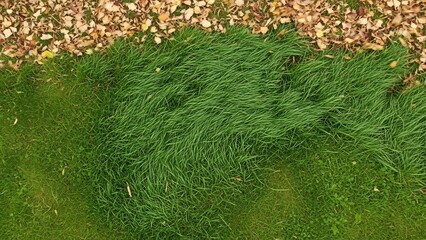 青々とした草と乾燥した落ち葉のコントラスト、自然な風合いを生かした風景写真。秋の気配を感じさせる色彩と質感の対比。