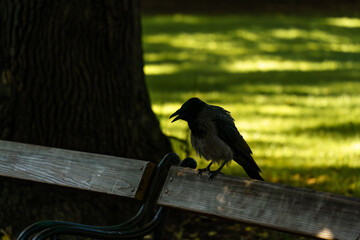Crow perched on park bench in shadow on sunny day