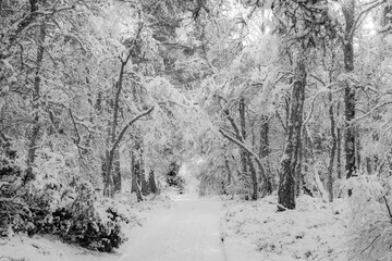View of a snow-laden path cutting through the stark, silent forest, with trees draped in white, creating a monochrome winter wonderland, Caledonian Forest, Cairngorms National Park, Scotland.