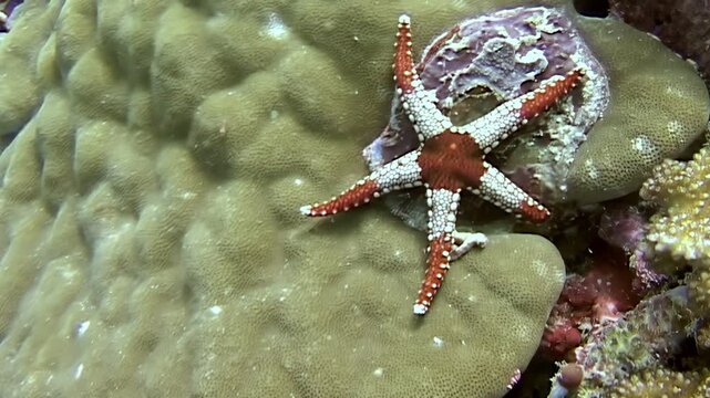 Observing the wonders of marine life. A beautiful red and white starfish finds respite on a coral reef. Captured during the day at Sipadan Island, Indonesia.
