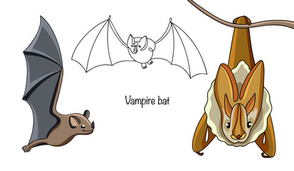 Vampire bat