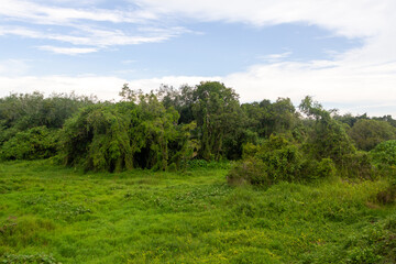 Fototapeta premium forest wallpaper wild jungle green background from asia