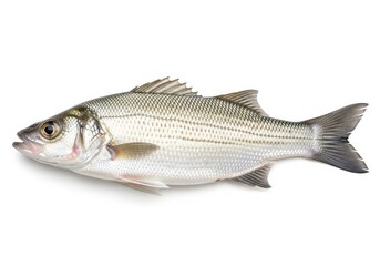 Seabass fish isolated on a white background - top view