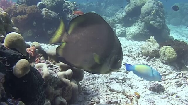 Observe a batfish gently swim among vibrant coral reefs near Sipadan Island, Indonesia. A colorful parrotfish is also enjoying the view, gliding through the clear waters.