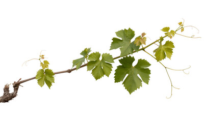 Grapevine branch with green leaves on black plant isolated on a transparent background