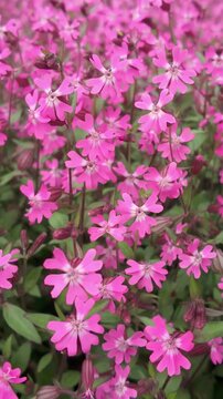 Vertical footage, Beautiful Champion or Catchfly flowers sway in the wind in springеtime