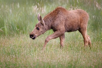 Little baby moose walking through meadow