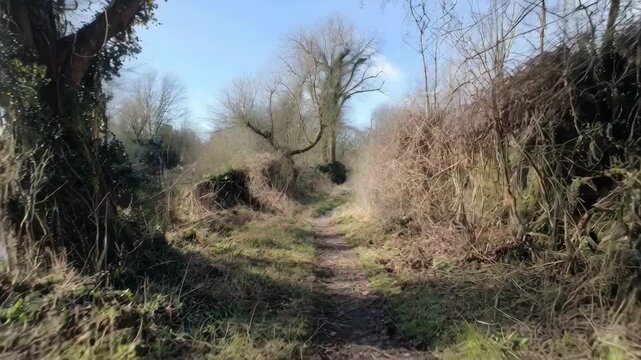 Medium shot of rural farmland with hedgerows and buffer zones acting as wildlife corridors facilitating connectivity between isolated natural habitats.