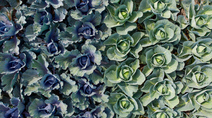 Aerial view of rows of purple and green cabbages create a textured tapestry of agriculture, showcasing nature's artistry from above, Alkmaar, North Holland, Netherlands.